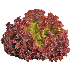 Red Lollo Lettuce